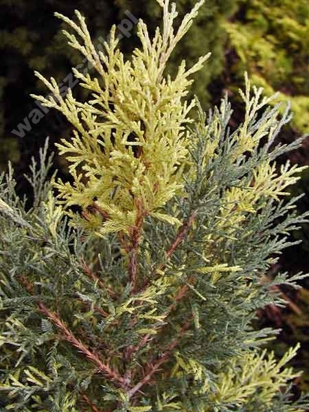 Juniperus x media 'Blue and Gold' 